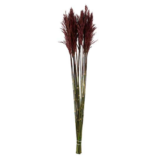 Plume Reed Preserved Bundle